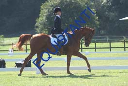 DSCF0549