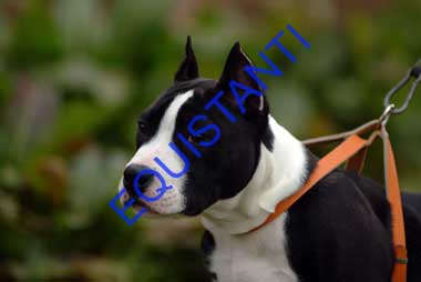DSCF8441