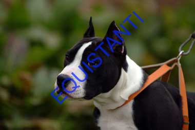 DSCF8442
