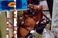 DSCF2640