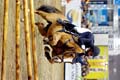 DSCF1446