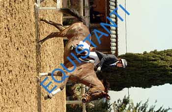 DSCF8767